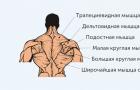 Базовые упражнения на плечи