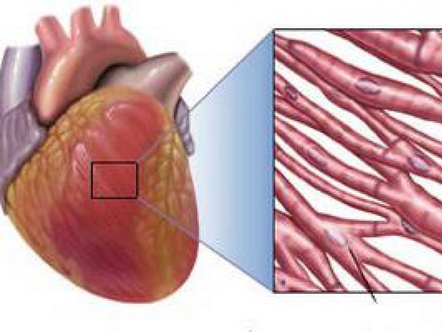 Сердечная мышца – анатомические и физиологические особенности Свойства сердечной